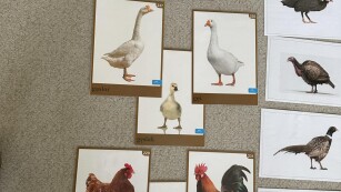 Obrazki z rodzinami ptaków: kur, gęsi, indyków