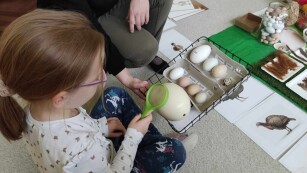 Dziewczynka w skupieniu ogląda przez zieloną lupę jajo strusia.