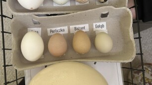 Jajka ptaków: kura, indyk, przepiórka, kaczka
